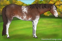 Horse Color:White Spotted Liver Chestnut Sabino