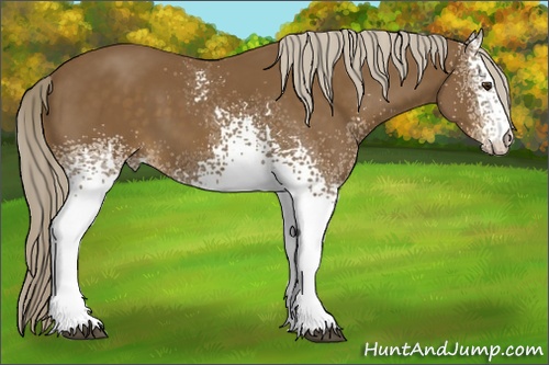 Horse Color: White Spotted Chocolate Palomino Sabino 