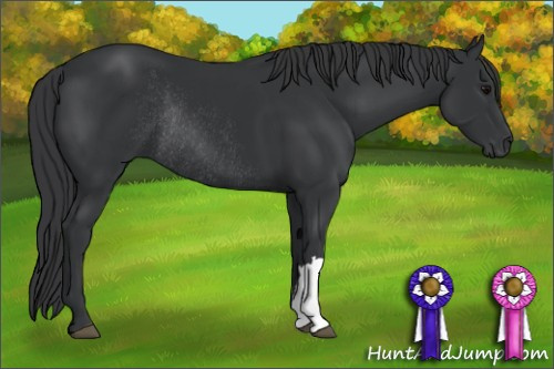 Horse Color: Black Rabicano 