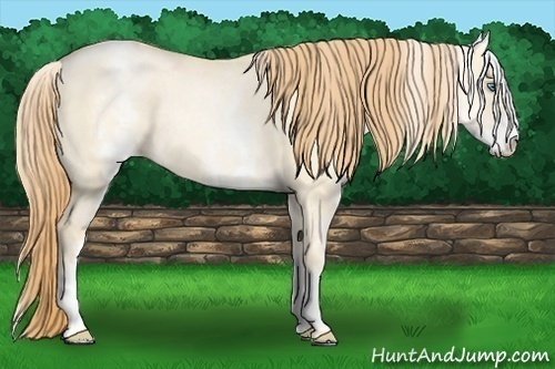 Horse Color: White Spotted Smoky Grullo Pearl 