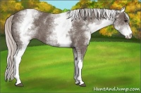 Horse Color:White Spotted Silver Black 