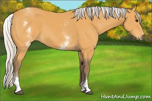 Horse Color: White Spotted Silver Buckskin 