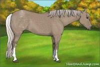 Horse Color:White Spotted Silver Grullo 