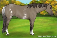 Horse Color:White Spotted Smoky Grullo