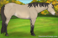 Horse Color:Buckskin Roan 