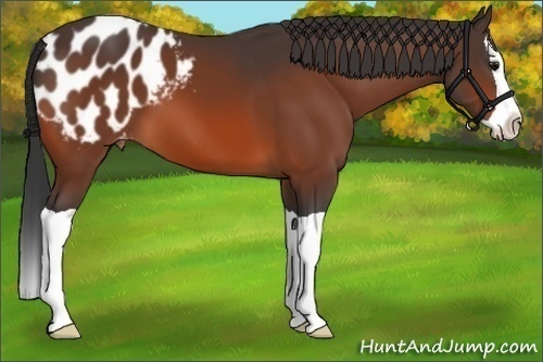 Horse Color:Bay Splash Appaloosa 