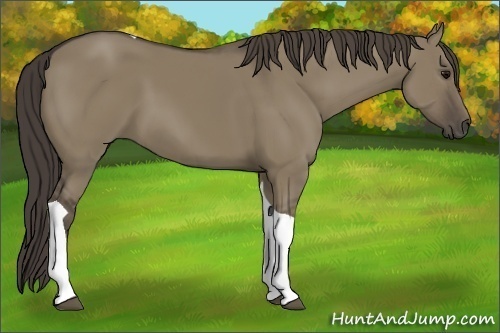 Horse Color:Smoky Grullo Tobiano