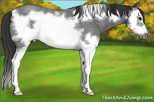 Horse Color:Blue Roan Splash Frame 