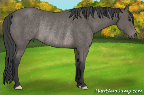 Horse Color: Black Rabicano 