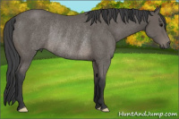 Horse Color:Black Rabicano