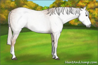 Horse Color:Gray White Spotted Chocolate Palomino Splash 