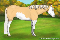 Horse Color:Palomino Splash 