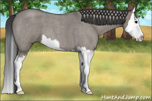 Horse Color: Grullo Roan Splash 