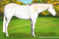 Horse Color:White Spotted Palomino