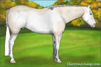 Horse Color:Cremello Splash Frame 