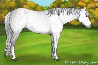 Horse Color:Gray White Spotted Blue Roan Splash 