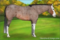 Horse Color:Bay Roan Splash