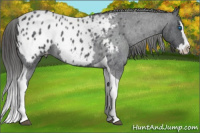 Horse Color:Blue Roan Splash Tobiano Appaloosa 
