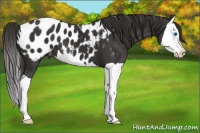 Horse Color:Liver Chestnut Splash Appaloosa 
