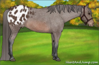 Horse Color:Brown Sabino Appaloosa