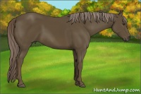 Horse Color:Chocolate Palomino 