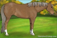 Horse Color:Chocolate Palomino 