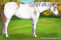 Horse Color:White Spotted Chestnut 