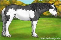 Horse Color:Blue Roan Splash Frame Rabicano