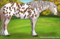 Horse Color:Chestnut Splash Appaloosa 