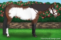Horse Color:Bay Frame 