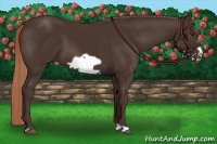 Horse Color:Liver Chestnut Frame 