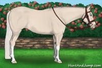 Horse Color:Cremello 