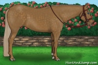 Horse Color:Chocolate Palomino Frame 