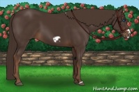 Horse Color:Liver Chestnut Frame 