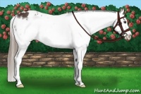 Horse Color:Liver Chestnut Frame Appaloosa 