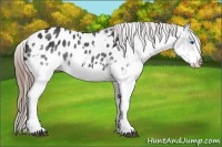 Horse Color:Black Splash Appaloosa 