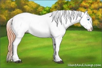 Horse Color:Bay Dun Splash Blanket Rabicano 