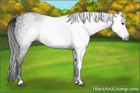 Horse Color:Gray Black Rabicano 