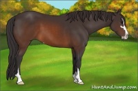 Horse Color:Buckskin Sabino 