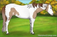 Horse Color:Red Dun Splash Tobiano