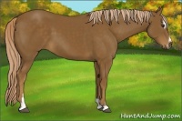 Horse Color:Chocolate Palomino Sabino 
