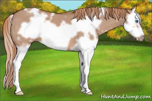 Horse Color: White Spotted Red Dun Roan Splash Frame 