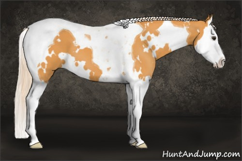 Horse Color: White Spotted Chocolate Palomino Splash Tobiano 