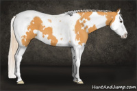 Horse Color:White Spotted Chocolate Palomino Splash Tobiano 