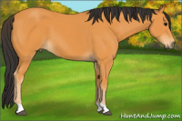Horse Color:Buckskin 