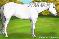 Horse Color:White Spotted Black Tobiano 