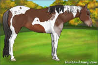Horse Color:Bay Tobiano 