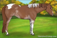 Horse Color:Chestnut Sabino Tobiano Rabicano 