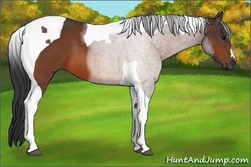 Horse Color: Bay Tobiano 