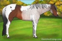 Horse Color:Bay Tobiano 